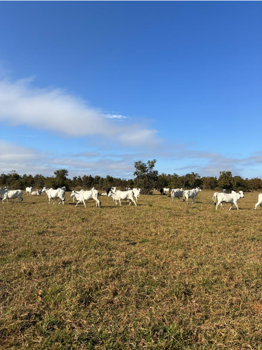 Capa de Fazenda Santa Maria